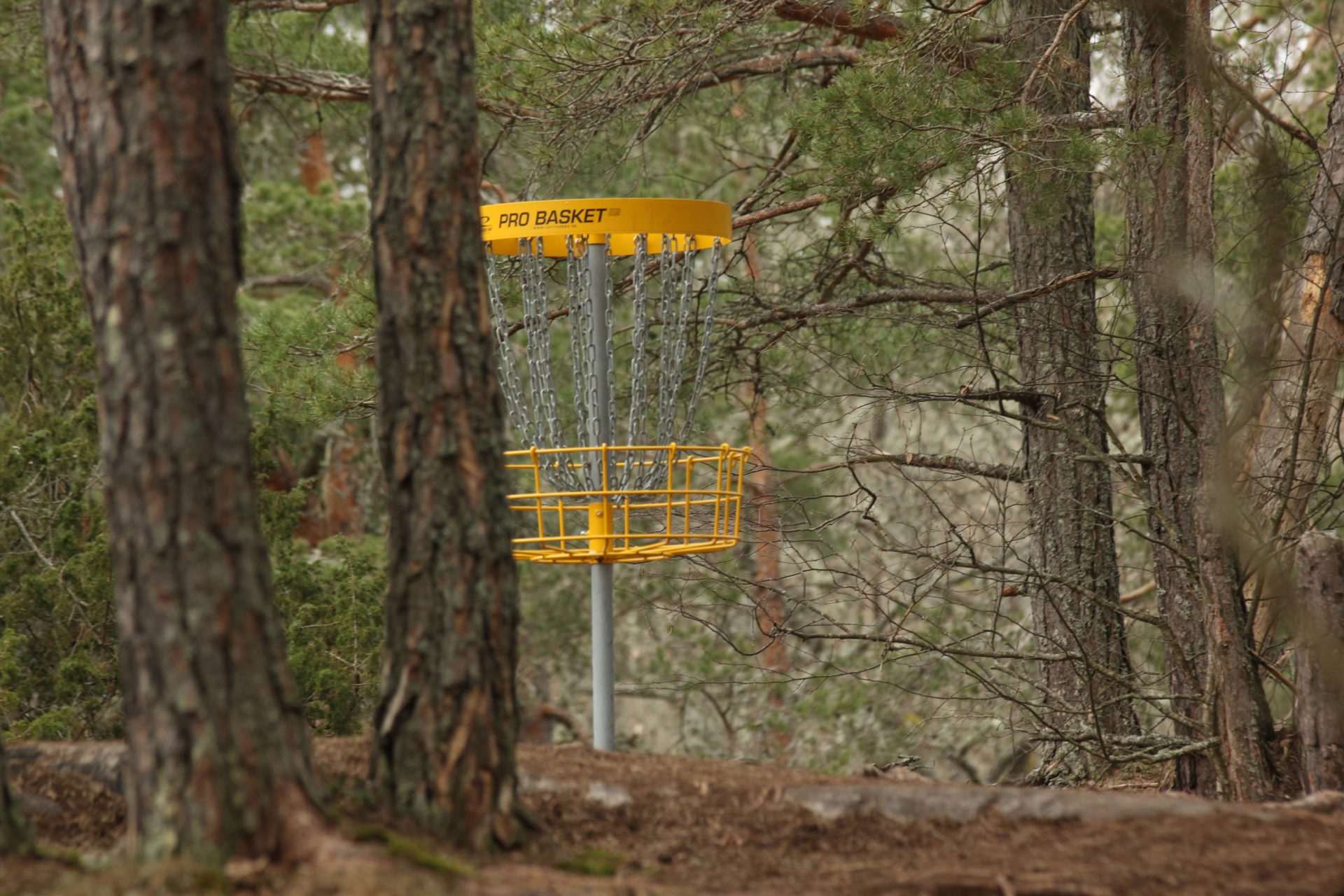 Discgolf in the woods